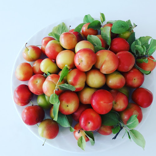 Ege Bahçesi Mola - Gastronomi ve konaklama