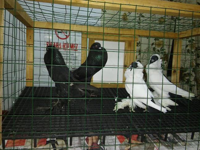 Karacabey Kıraathanesi