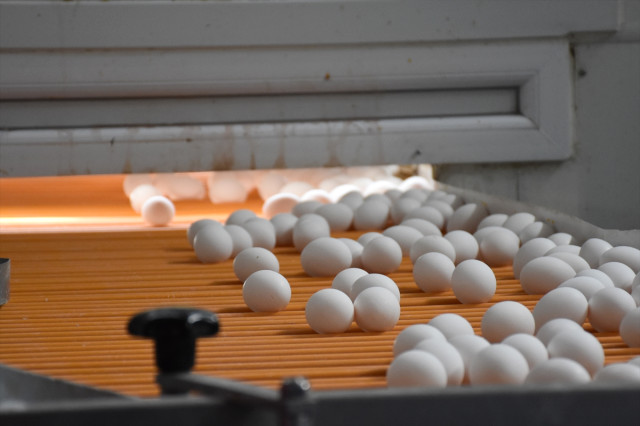 ÖZKARYUM YUMURTACILIK - İstanbul