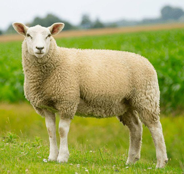 Oralli Merinos Çiftliği Tekirdağ Adaklık Kurbanlık