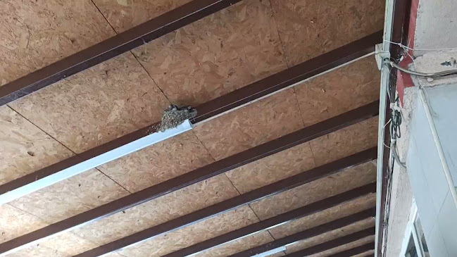 Camikebir, 305. Sk. 8/A, 11500 Osmaneli/Bilecik