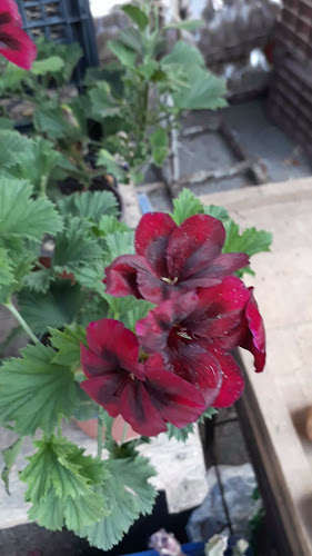 Çallı Kapalı Pazarı - Gastronomi ve konaklama