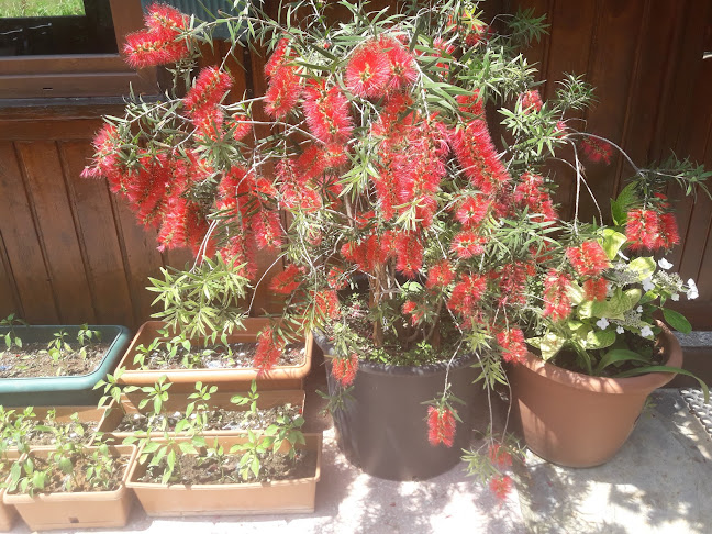 Comentarii opinii despre Mola Restoran