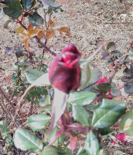 Opinii despre Odun Kömür Pazarı în Antakya - Gastronomi ve konaklama