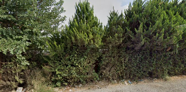 Badem alanı kafeterya organizasyon