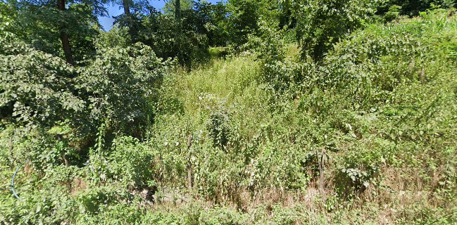 Gökküşağı Balık